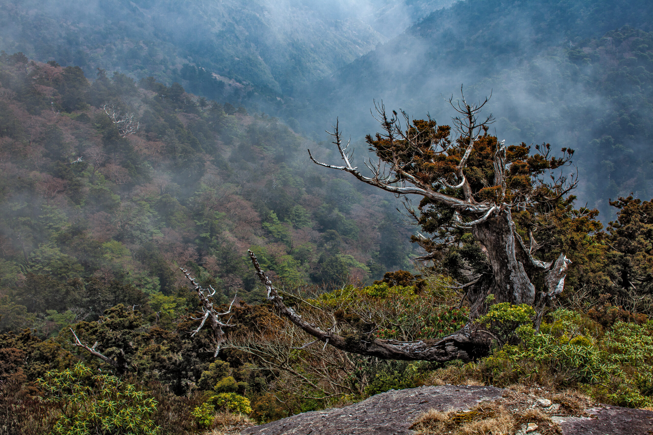 Yakushima - The Mystical Island